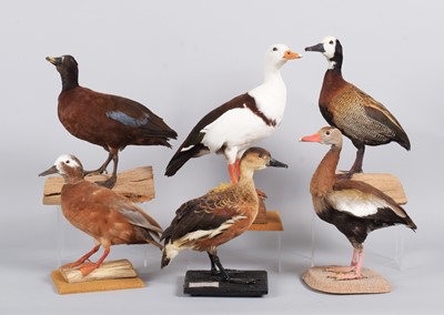 Lot 28 - Taxidermy: A Group of Various Ducks, dated...