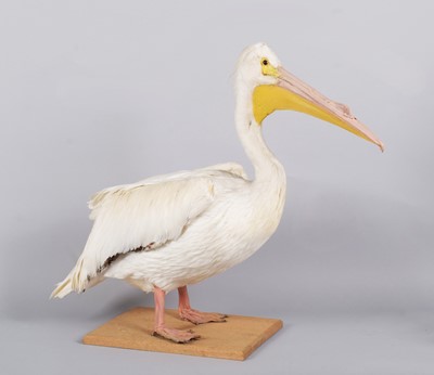 Lot 26 - Taxidermy: American White Pelican (Pelecanus...