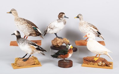 Lot 15 - Taxidermy: A Group of Ducks and a Goose, dated...