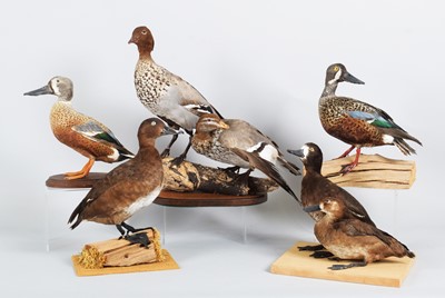 Lot 44 - Taxidermy: A Group of Australian and New...