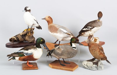 Lot 52 - Taxidermy: A Group of European Ducks, dated...