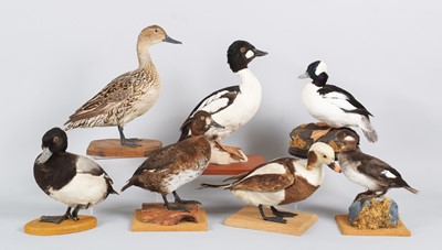 Lot 5 - Taxidermy: A Group of European Ducks, dated...