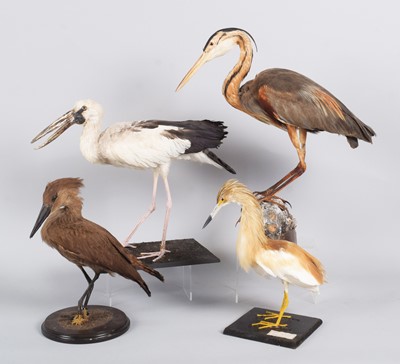 Lot 2 - Taxidermy: A Group of Foreign Wading Birds,...