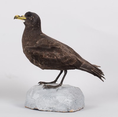 Lot 8 - Taxidermy: Antarctic White-Chinned Petrel...