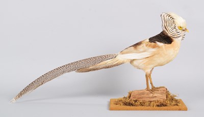 Lot 54 - Taxidermy: A Yellow Golden Pheasant...