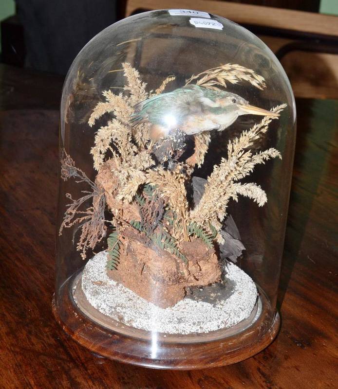 Lot 340 - A taxidermy specimen of a kingfisher under a glass dome