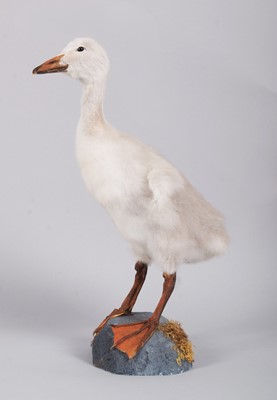 Lot 6 - Taxidermy: Trumpeter Swan Cygnet (Cygnus...