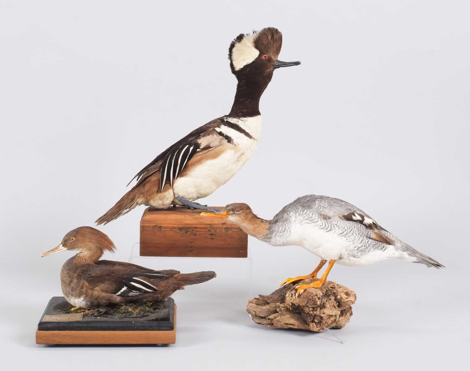 Lot 73 - Taxidermy: A Pair of Hooded Mergansers and a...