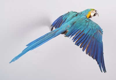 Lot 12 - Taxidermy: Blue-and-Yellow Macaw (Ara...