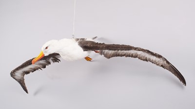 Lot 22 - Taxidermy: Atlantic Yellow-nosed Albatross...