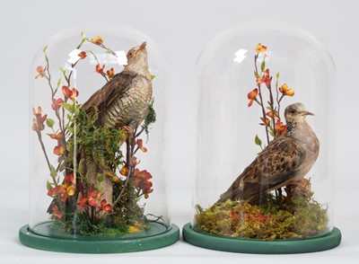 Lot 1153 - Taxidermy: A Late Victorian Turtle Dove and...