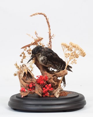 Lot 1159 - Taxidermy: A Black-backed or Three-toed...