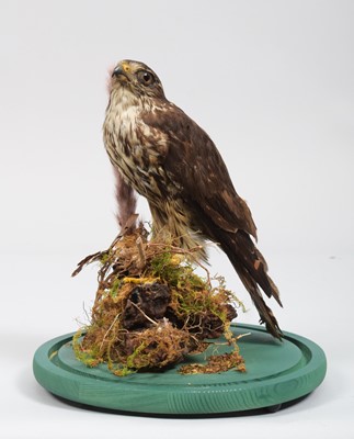 Lot 1158 - Taxidermy: A Late Victorian Merlin (Falco...