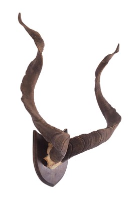 Lot 253 - Antlers/Horns: Astor Markhor (Capra falconeri...