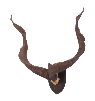 Lot 253 - Antlers/Horns: Astor Markhor (Capra falconeri...