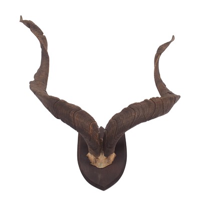 Lot 253 - Antlers/Horns: Astor Markhor (Capra falconeri...