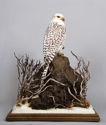 Lot 258 - Taxidermy: Gyr Falcon (Falco rusticolus),...