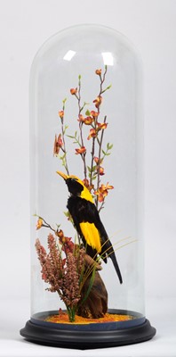 Lot 128 - Taxidermy: Regent Bowerbird (Sericulus...