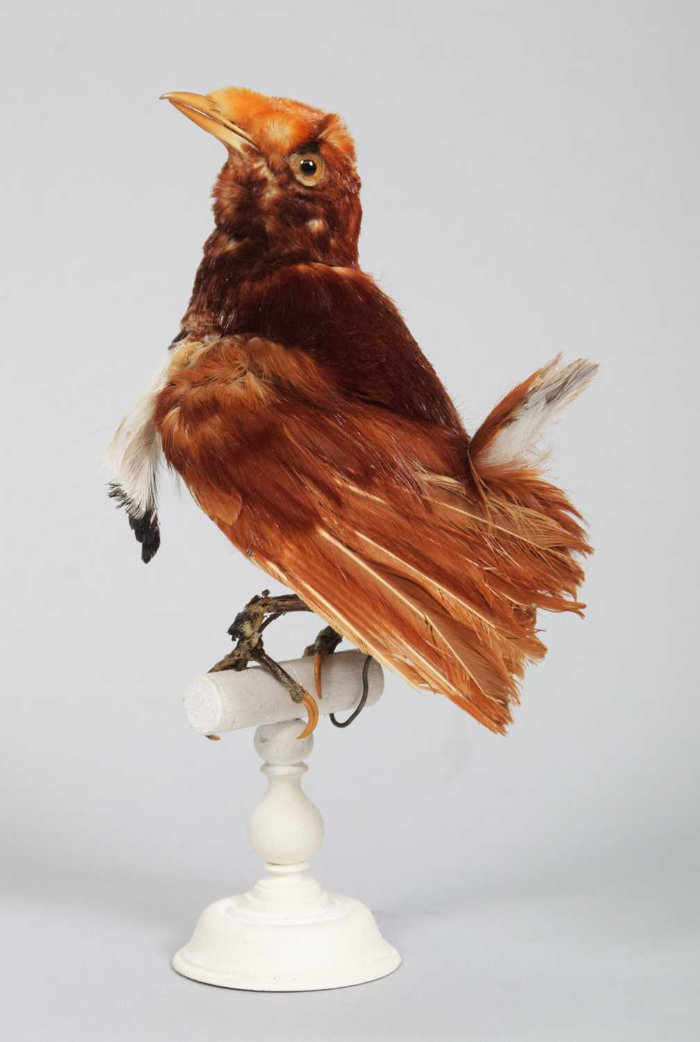 Lot 146 - Taxidermy: A Late Victorian King...
