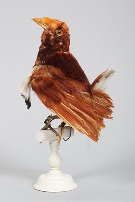 Lot 146 - Taxidermy: A Late Victorian King...