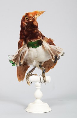 Lot 146 - Taxidermy: A Late Victorian King...