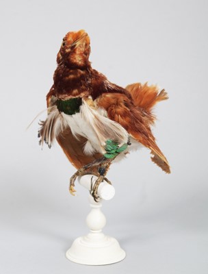 Lot 146 - Taxidermy: A Late Victorian King...