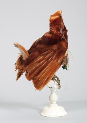 Lot 146 - Taxidermy: A Late Victorian King...