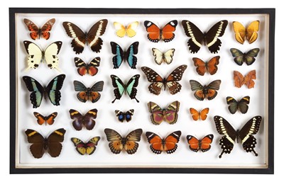 Lot 101 - Entomology: A Single Glazed Display of African...