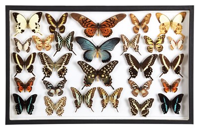 Lot 102 - Entomology: A Single Glazed Display of African...