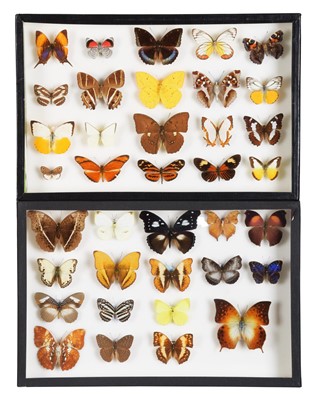 Lot 103 - Entomology: A Pair of Glazed Tropical...