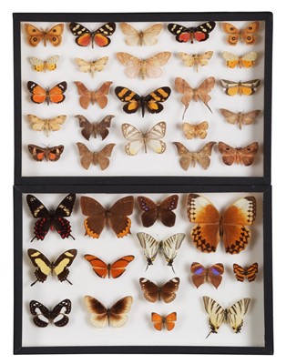 Lot 104 - Entomology: A Pair of Glazed Tropical...