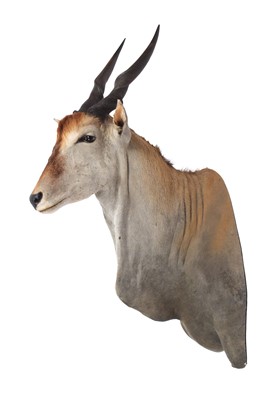 Lot 48 - Taxidermy: Common Eland (Taurotragus oryx),...