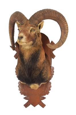 Lot 31 - Taxidermy: European Mouflon (Ovis aries),...