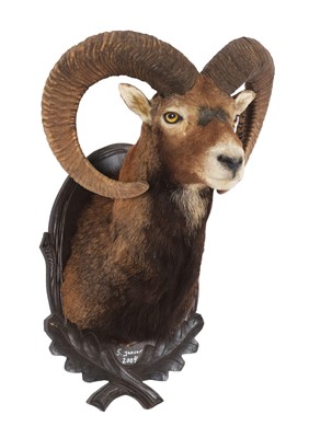 Lot 54 - Taxidermy: European Mouflon (Ovis aries),...