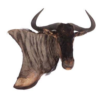 Lot 109 - Taxidermy: Blue Wildebeest (Connochaetes...