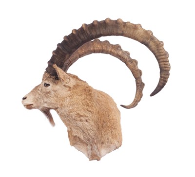 Lot 228 - Taxidermy: Siberian Ibex (Capra sibirica...