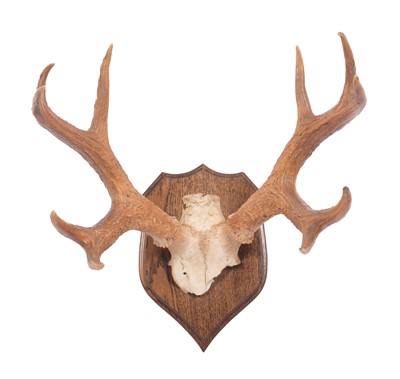 Lot 16 - Antlers/Horns: Marsh Deer Antlers (Blastocerus...