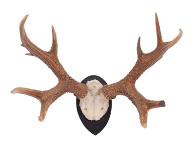 Lot Antlers/Horns: Marsh Deer Antlers (Blastocerus...