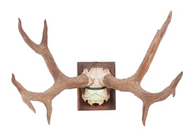 Lot Antlers/Horns: Marsh Deer Antlers (Blastocerus...