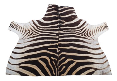 Lot 1164 - Hides/Skins: A Burchell's or Plain's Zebra...