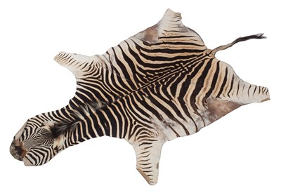 Lot 1167 - Skins/Hides: Burchell's or Plain's Zebra Hide...