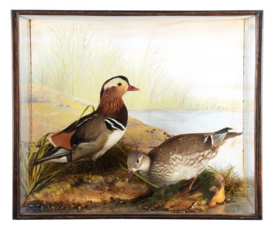 Lot 300 - Taxidermy: A Cased Pair of Mandarin Ducks (Aix...