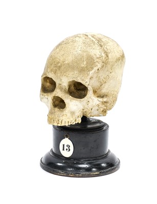 Lot 209 - Plaster Human Upper Skull