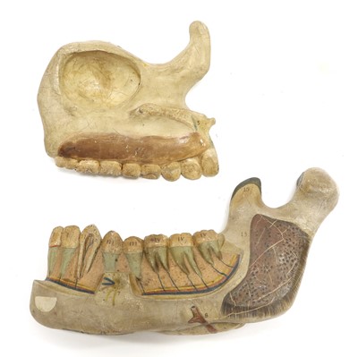 Lot 203 - Anatomical Model Of Human Upper And Lower Jaw