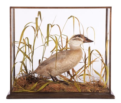 Lot 275 - Taxidermy: A Cased White-headed Duck (Oxyura...