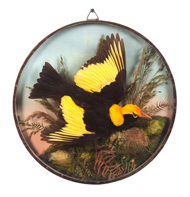 Lot 285 - Taxidermy: A Wall Cased Regent Bowerbird...