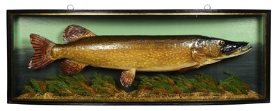 Lot 148 - Taxidermy: A Cased Northern Pike (Esox lucius),...