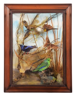 Lot 292 - Taxidermy: A Wall Cased Diorama of South...