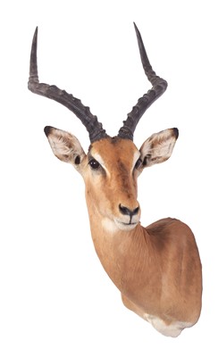 Lot 7 - Taxidermy: Common Impala (Aepyceros Melampus)...