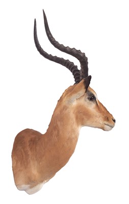 Lot 7 - Taxidermy: Common Impala (Aepyceros Melampus)...